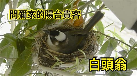 鳥在家裡築巢|【鳥築巢吉兆】迎祥納瑞：野鳥築巢，居家風水好兆頭！